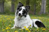 BORDER COLLIE 1028